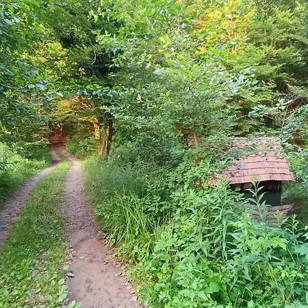 Daire In Nature *